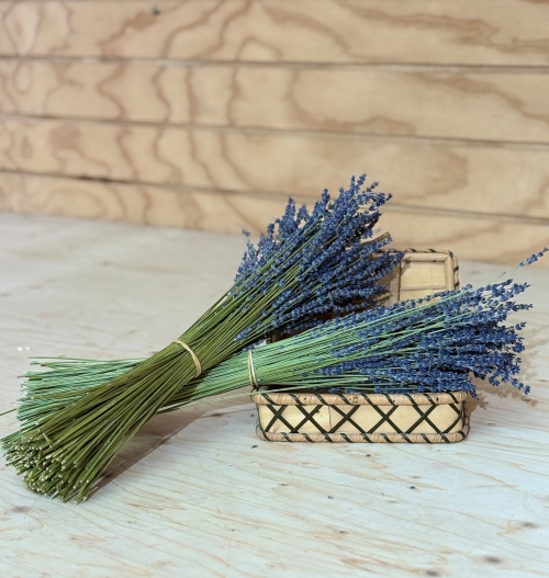 LAVANDA
