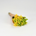 Miniatura de Lilium amarilla (10 tallos)