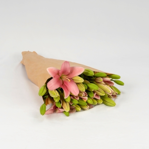Lilium rosa (10 tallos)