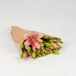 Miniatura de Lilium rosa (10 tallos)