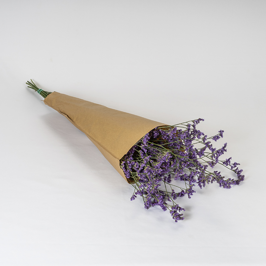 Limonium Morado