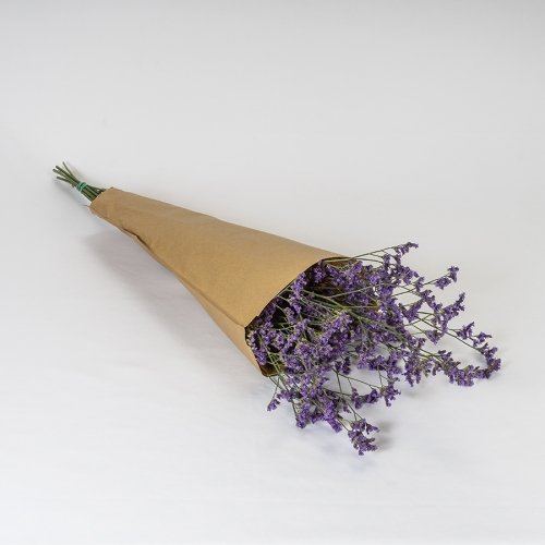 Limonium Morado