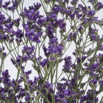 Miniatura de Limonium Morado