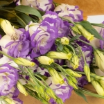 Miniatura de Lisianthus blanca/violeta (5-7 tallos)
