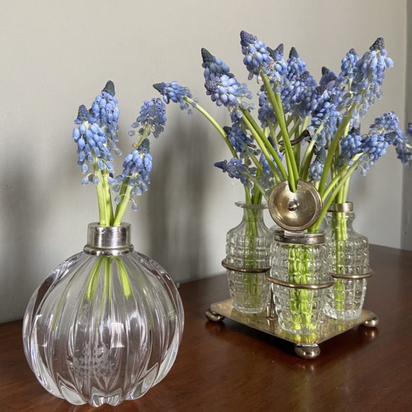 Muscari (50 tallos)