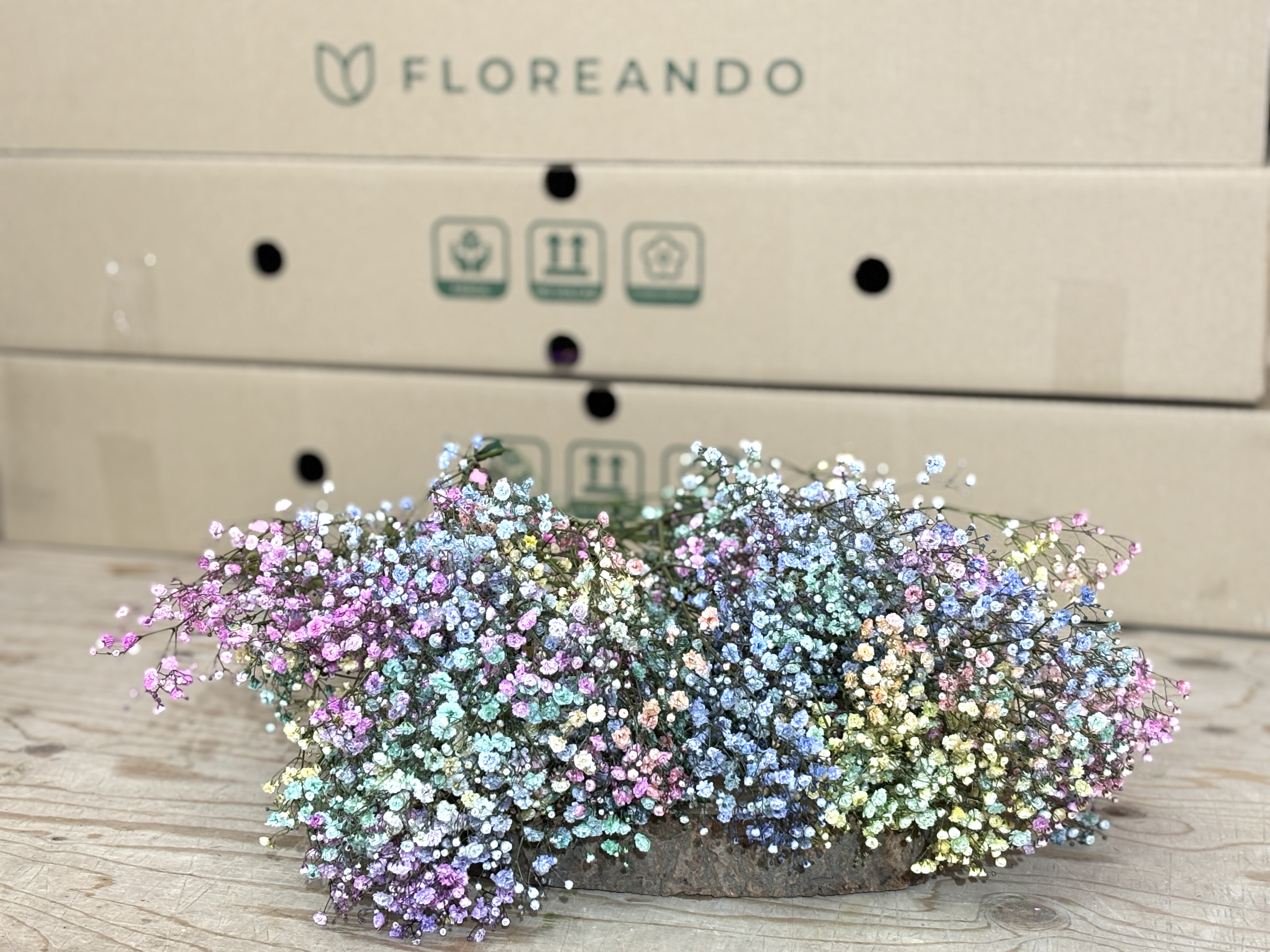 Paniculata Rainbow 10 tallos