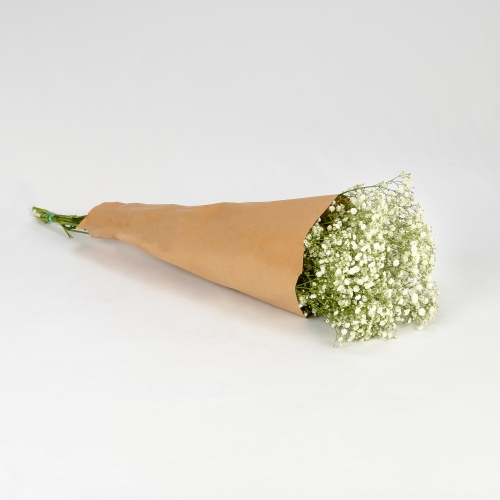 Paniculata