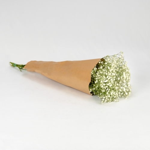 Paniculata