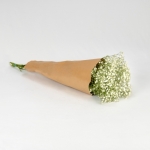 Miniatura de Paniculata