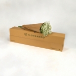 Miniatura de Paniculata