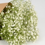 Miniatura de Paniculata