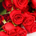 Miniatura de Rosas premium rojas (25 tallos)