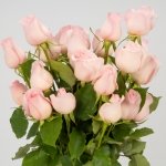 Miniatura de Rosas premium rosas (25 tallos)