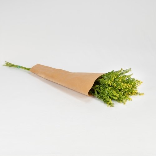 Solidago