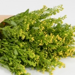 Miniatura de Solidago