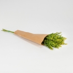 Miniatura de Solidago