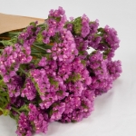 Miniatura de Statice fucsia (5-7 tallos)