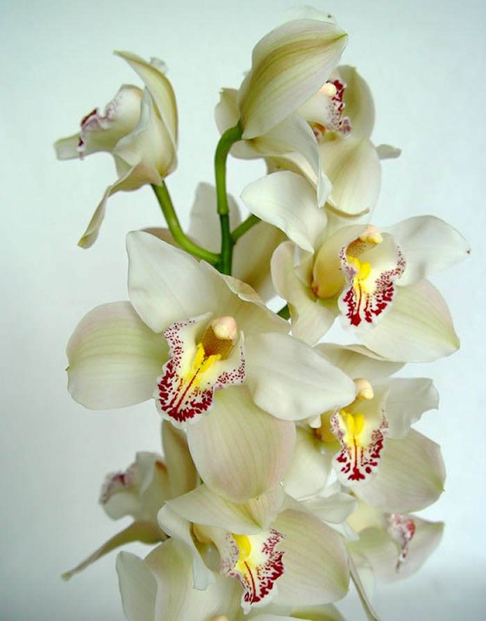 VARA DE CYMBIDIUM VARIADA