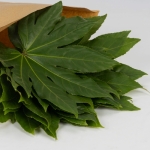 Miniatura de Aralia (10 tallos)