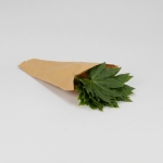 Miniatura de Aralia (10 tallos)