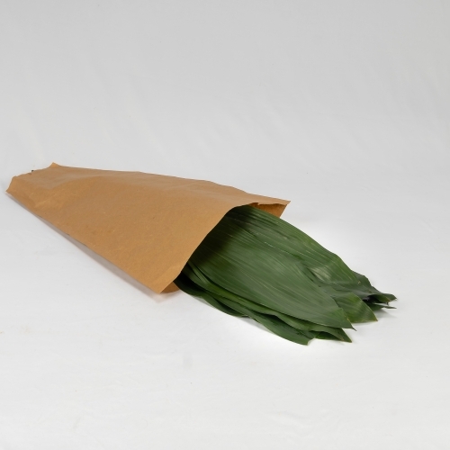Aspidistra