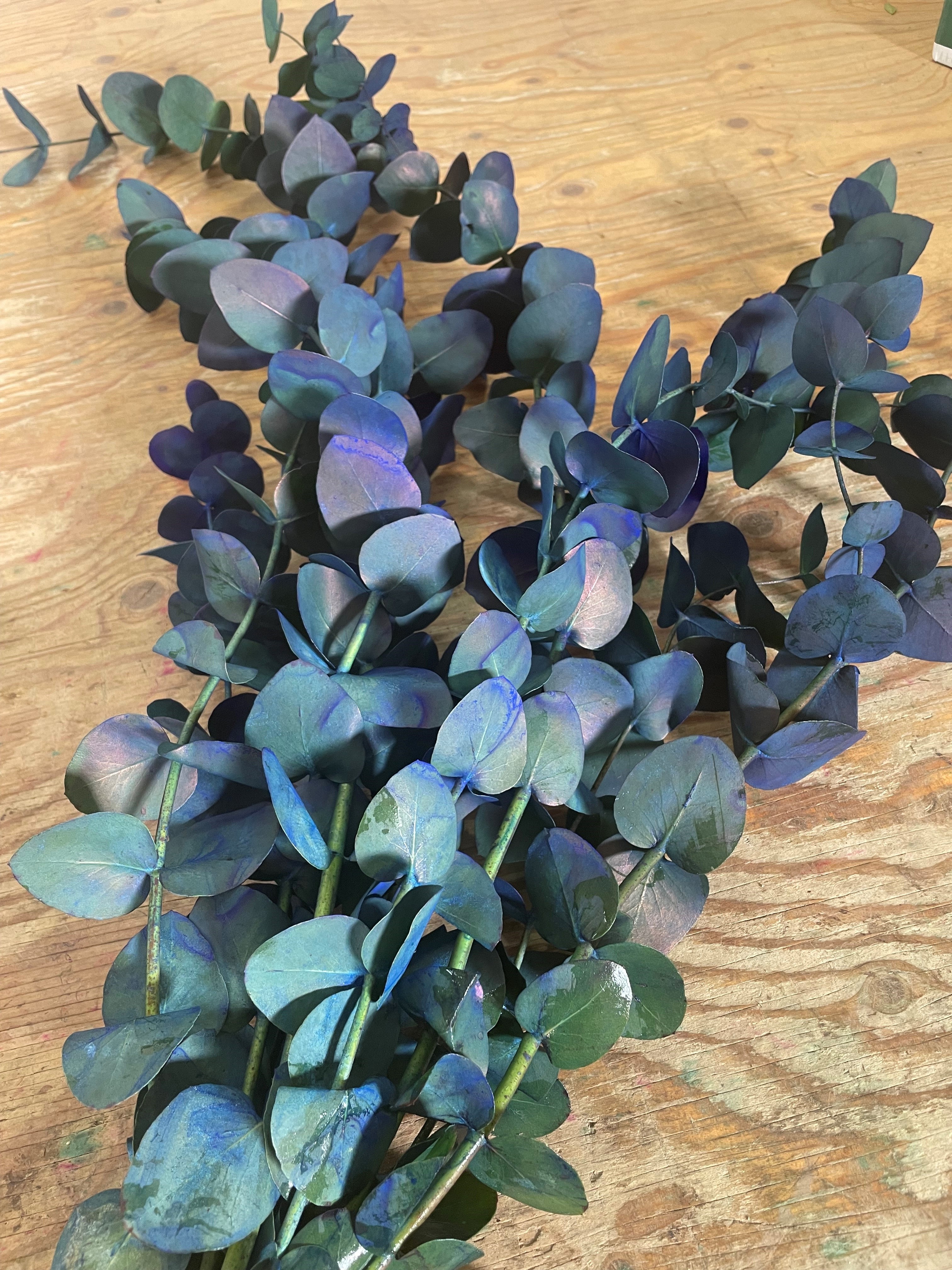 Eucalipto Cinerea azul