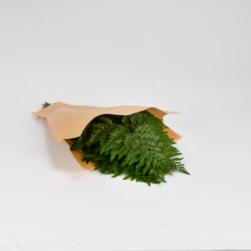 Helecho cuero (20 tallos)