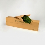 Miniatura de Helecho cuero (20 tallos)