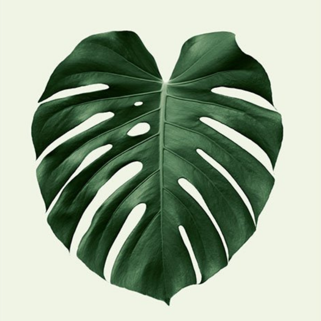 Monstera (10 tallos)