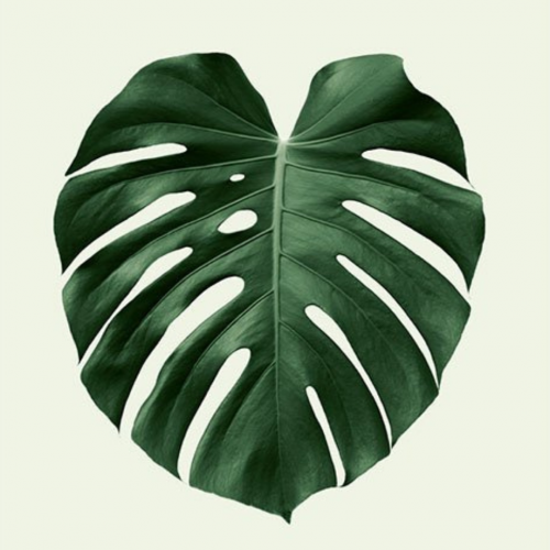 Monstera (10 tallos)
