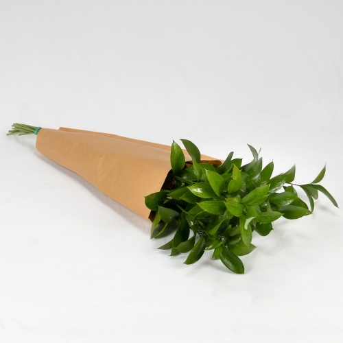 Ruscus (10 tallos)