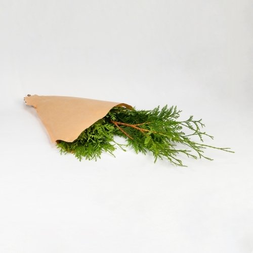 Tuya (5 tallos)