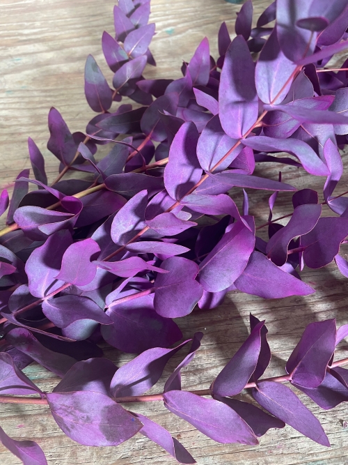 eucalipto cinerea morado