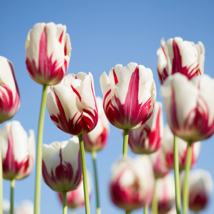 Flores por encargo